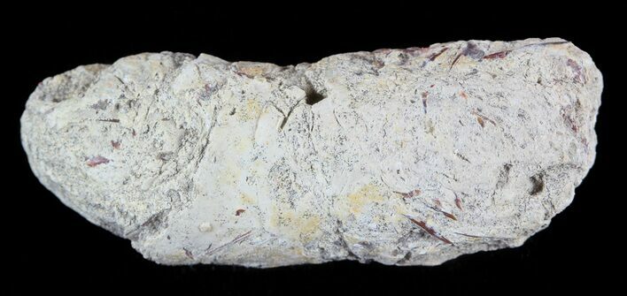 Cretaceous Fish Coprolite (Fossil Poop) - Kansas #49360